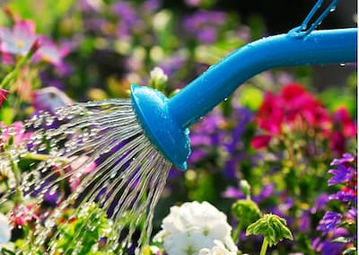 economizar água no jardim